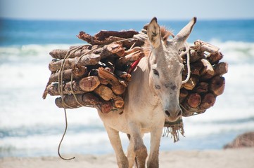 Benedict's beast of burden