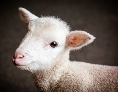 An innocent lamb