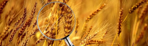 In Review: The Wheat Harvest