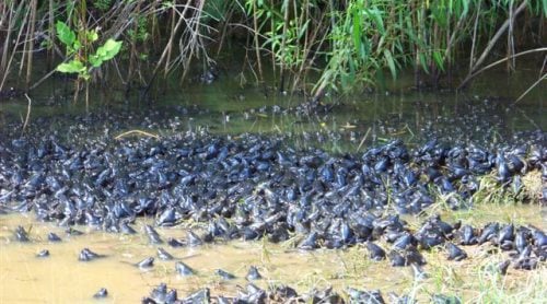 Masses of frogs set to overwhelm the territory.