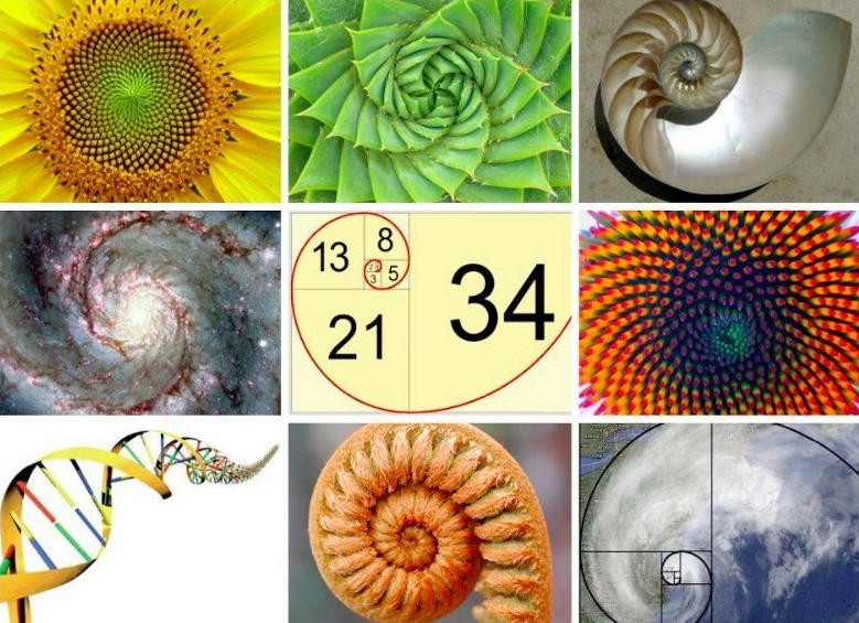 Spirals in Nature