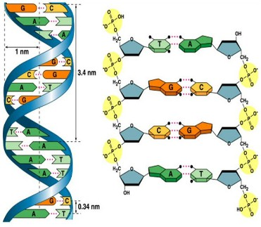 DNA Base Pairs Form a Numeric Code