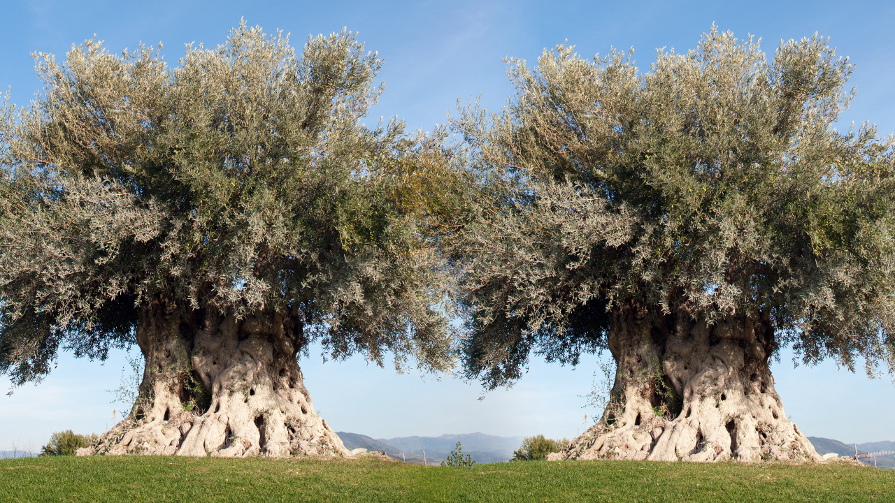 Two ancient olive trees