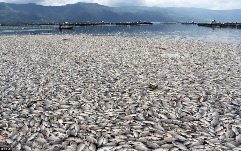 Sea of dead fish.