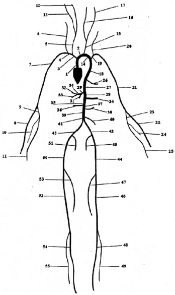 The human circulatory system