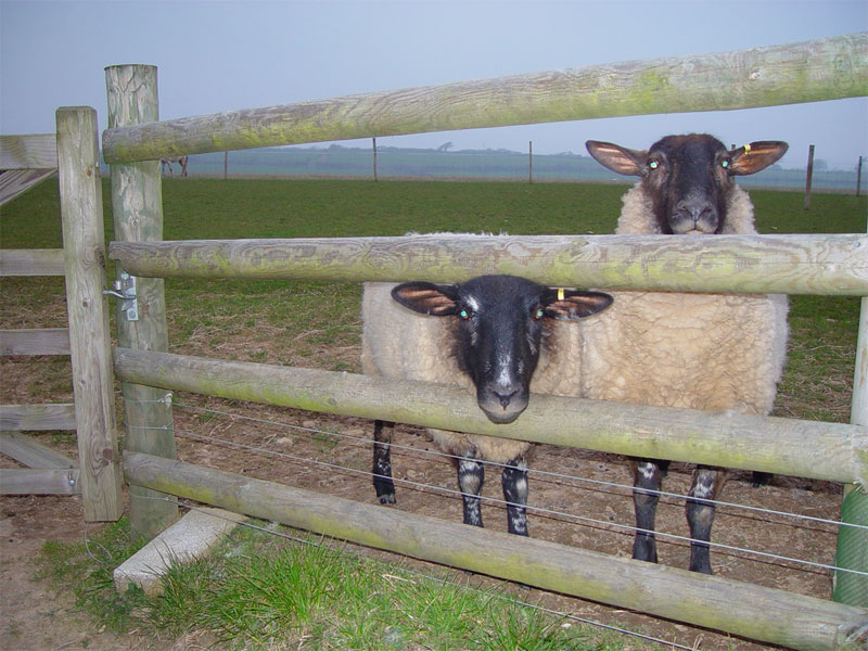 Sheep protected with a fence.